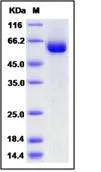 SDS-PAGE - Recombinant Human Tissue Plasminogen Activator protein (Fc Chimera) (AB276213)