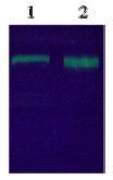 SDS-PAGE - Recombinant Human Tissue Plasminogen Activator protein (FITC) (AB92679), expandable thumbnail