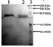 SDS-PAGE - Recombinant Human Tissue Plasminogen Activator protein (FITC) (AB92679), expandable thumbnail