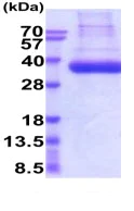 SDS-PAGE - Recombinant Human Tissue Plasminogen Activator protein (His tag) (AB222995)