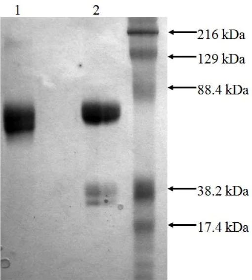 SDS-PAGE - Recombinant human Tissue Plasminogen Activator protein, Single Chain (Active) (AB92633)