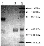 SDS-PAGE - Recombinant human Tissue Plasminogen Activator protein, Two Chain (Active) (AB92637), expandable thumbnail