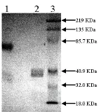 SDS-PAGE - Recombinant human Tissue Plasminogen Activator protein, Two Chain (Active) (AB92637)