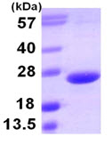 SDS-PAGE - Recombinant Human TL1A protein (AB107131), expandable thumbnail