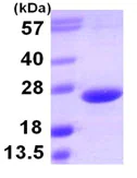 SDS-PAGE - Recombinant Human TL1A protein (His tag N-Terminus) (AB107131)