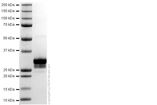 SDS-PAGE - Recombinant Human TL1A/TNFSF15 protein (His tag) (AB318249), expandable thumbnail