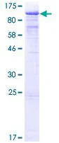 SDS-PAGE - Recombinant Human TLE 1 protein (AB132156)