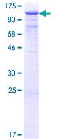 SDS-PAGE - Recombinant Human TLE 1 protein (GST tag N-Terminus) (AB132156)