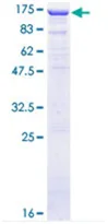 SDS-PAGE - Recombinant Human TLE4 protein (GST tag N-Terminus) (AB152750)