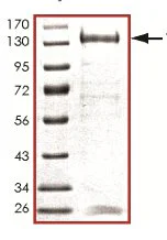 SDS-PAGE - Recombinant human TLK1 protein (GST tag N-Terminus) (AB125563)