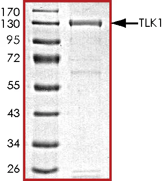 SDS-PAGE - Recombinant human TLK1 protein (GST tag N-Terminus) (AB125563)