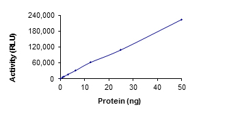 Recombinant human TLK2 protein