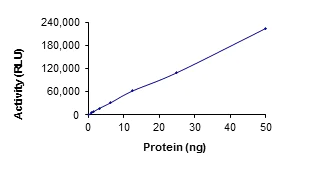 Functional Studies - Recombinant human TLK2 protein (AB89855)