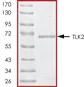 SDS-PAGE - Recombinant human TLK2 protein (AB89855)