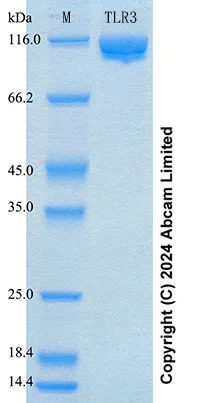 SDS-PAGE - Recombinant Human TLR3 Protein Standard (His tag) (AB316689)