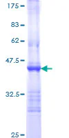 SDS-PAGE - Recombinant Human TLR5 protein (GST tag N-Terminus) (AB112363)