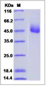 SDS-PAGE - Recombinant Human TM2D1/BBP protein (Fc Chimera) (AB276724)
