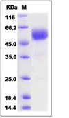 SDS-PAGE - Recombinant Human Tmem27 protein (Fc Chimera) (AB276528)