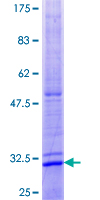 SDS-PAGE - Recombinant Human TMEM97 protein (GST tag N-Terminus) (AB162150)