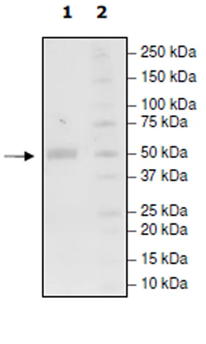 SDS-PAGE - Recombinant Human TMIGD2/IGPR1 protein (Biotin) (Fc tag C-Terminus + Avi tag C-Terminus) (AB271424)