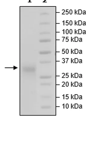 SDS-PAGE - Recombinant Human TMIGD2/IGPR1 protein (His tag C-Terminus) (AB271425)