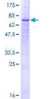 SDS-PAGE - Recombinant Human TMPRSS11D protein (GST tag N-Terminus) (AB160473)