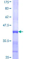 SDS-PAGE - Recombinant Human TMPRSS13 protein (GST tag N-Terminus) (AB164478)