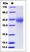SDS-PAGE - Recombinant Human TMUB2 protein (His tag) (AB276574)