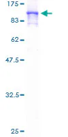SDS-PAGE - Recombinant Human TN-X protein (GST tag N-Terminus) (AB159733)