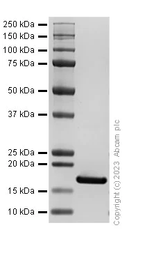 SDS-PAGE - Recombinant human TNF alpha protein (AB309957)