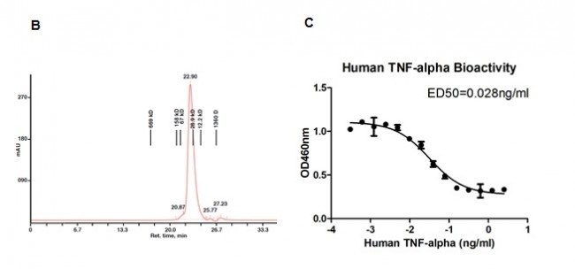 Recombinant human TNF alpha protein