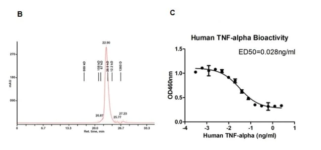 Functional Studies - Recombinant human TNF alpha protein (AB52126)