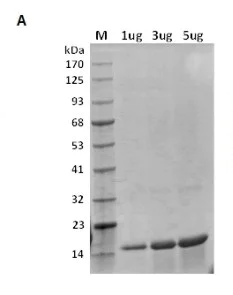 SDS-PAGE - Recombinant human TNF alpha protein (AB52126)