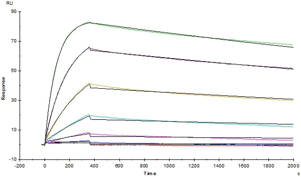 Functional Studies - Recombinant human TNF alpha protein (Active) (AB155699)