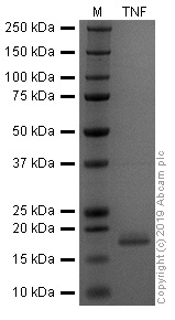 SDS-PAGE - Recombinant human TNF alpha protein (Active) (AB259410), expandable thumbnail