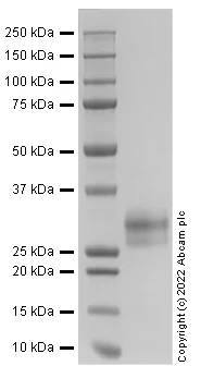 SDS-PAGE - Recombinant Human TNF Receptor II Protein (Active) (AB290100)