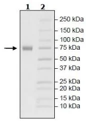 SDS-PAGE - Recombinant Human TNF Receptor II protein (Biotin) (Fc tag C-Term + His tag C-Term + Avi tag C-Term) (AB271769)