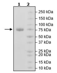 SDS-PAGE - Recombinant Human TNF Receptor II protein (Fc tag C-Term + His tag C-Term + Avi tag C-Term) (AB271768)