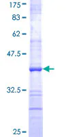 SDS-PAGE - Recombinant Human TNFAIP2 protein (GST tag N-Terminus) (AB159728)