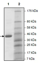 SDS-PAGE - Recombinant human TNFAIP3 protein (AB198780)