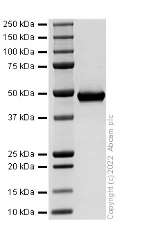 SDS-PAGE - Recombinant Human TNFAIP3 Protein (AB307487)