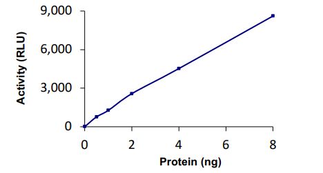 Functional Studies - Recombinant human TNFAIP3 protein (Active) (AB269055), expandable thumbnail