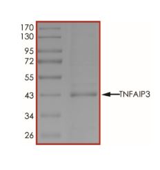SDS-PAGE - Recombinant human TNFAIP3 protein (Active) (AB269055), expandable thumbnail