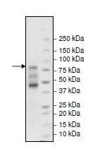SDS-PAGE - Recombinant human TNFAIP3 protein (Active) (DDDDK tag N-Terminus) (AB271357)