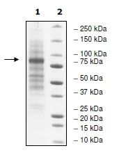 SDS-PAGE - Recombinant human TNFAIP3 protein (DDDDK N-Terminus + 6x His tag C-Terminus) (AB198631)