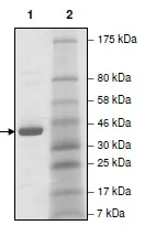 SDS-PAGE - Recombinant human TNFAIP3 protein (His tag N-Terminus) (AB198780)
