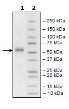 Recombinant human TNFRSF14/HVEM protein (Biotin)