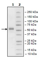 SDS-PAGE - Recombinant human TNFRSF14/HVEM protein (Biotin) (Fc tag C-Terminus + Avi tag C-Terminus) (AB198632)