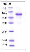 SDS-PAGE - Recombinant Human TNFRSF19L protein (Fc Chimera His Tag) (AB276292)