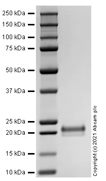 SDS-PAGE - Recombinant Human TNFSF12 Protein (Active) (AB283416)